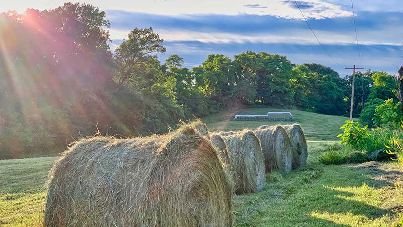 Hay bales sitting in the field on a sunny day with rolling hills and trees in the background.